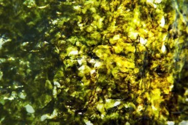 Kurutulmuş deniz yosununun dokusu