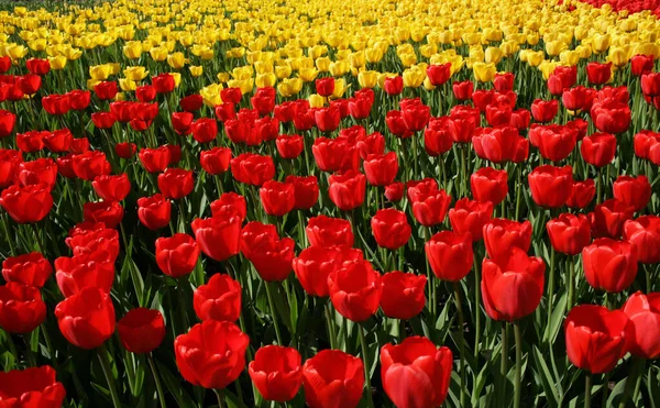 Una Cama Tulipanes Rojos Amarillos — Foto de Stock