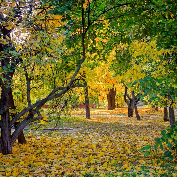 Autumn Landscape Study Park — Stock Photo, Image