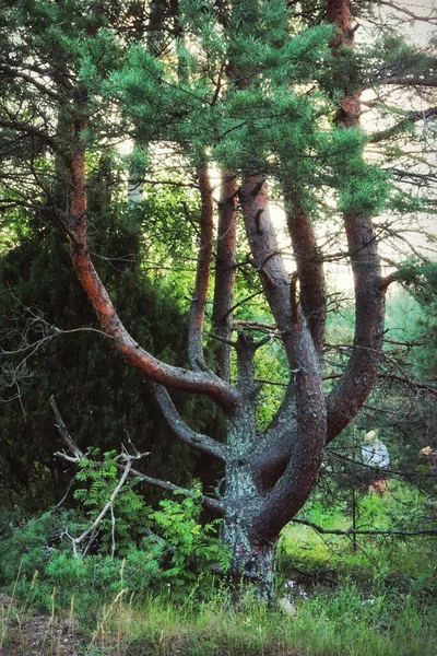 Crooked Unusual Coniferous Tree Pine — Stock Photo, Image