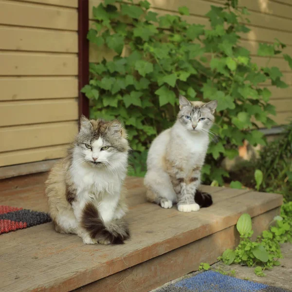 Gatti Sulla Soglia Casa Sorpresa — Foto Stock