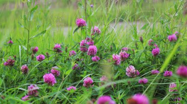 Bahçedeki leylak kırmızısı yonca