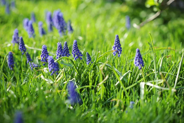 Kert Muscari Dekoratív Virágokkal — Stock Fotó