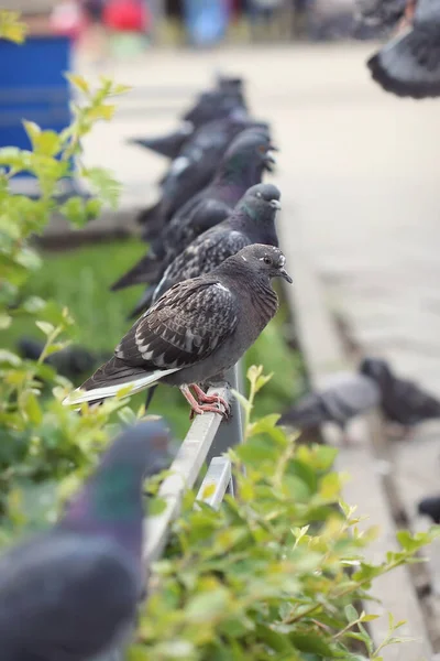 울타리 비둘기 — 스톡 사진