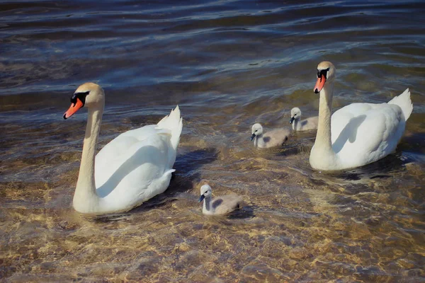 Stor Svanfamilj Med Kycklingar Som Badar — Stockfoto