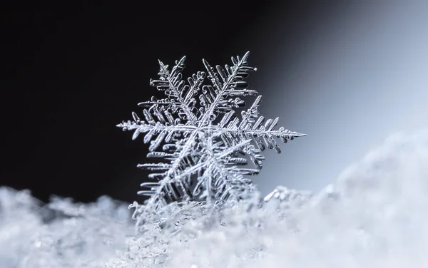 Makroaufnahme Von Schneeflocken Auf Dunklem Hintergrund — Stockfoto