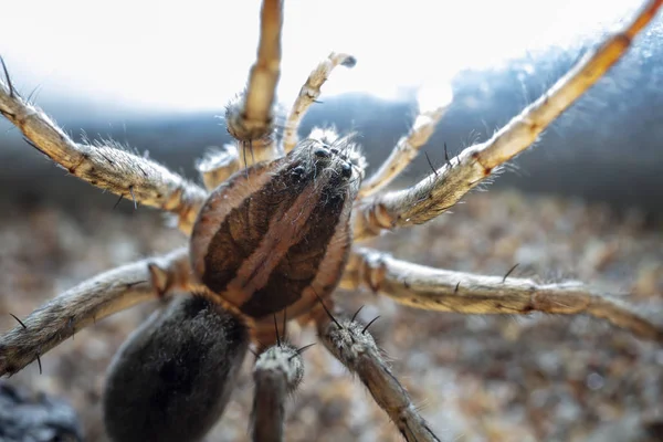 Macro Shot Big Spider Web — Stock Photo, Image