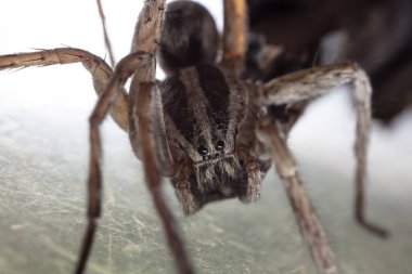 Büyük örümceğin web üzerindeki makro görüntüsü