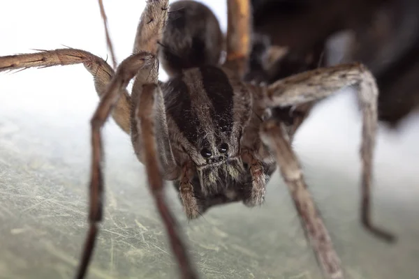 Makro Snímek Velkého Pavouka Webu — Stock fotografie