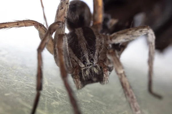 Macro Disparo Araña Grande Web —  Fotos de Stock