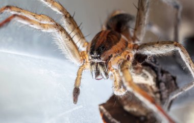 Yerli bir yaşam alanında örümcek kurdu