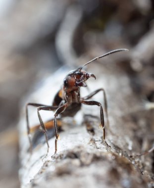Doğal ortamdaki büyük kırmızı orman karıncaları.