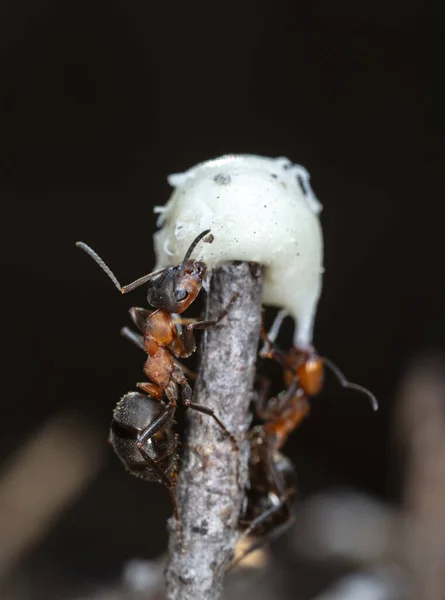 Grandes Fourmis Rouges Dans Habitat Naturel — Photo