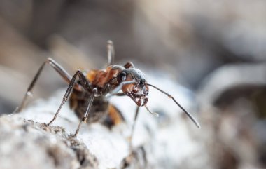 Doğal ortamdaki büyük kırmızı orman karıncaları.