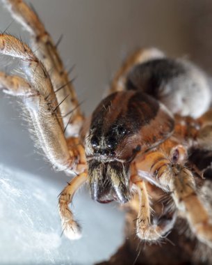 Yerli bir yaşam alanında örümcek kurdu