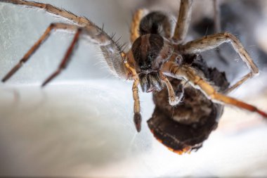 Yerli bir yaşam alanında örümcek kurdu