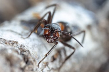 Doğal ortamdaki büyük kırmızı orman karıncaları.