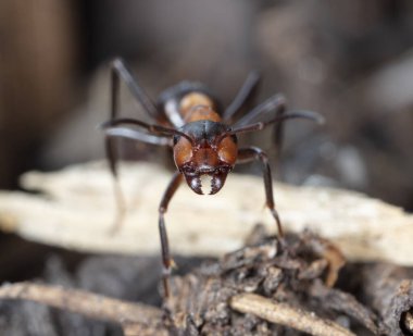 Doğal ortamdaki büyük kırmızı orman karıncaları.