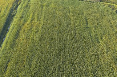 çiftlik alanı, yukarıdan görünüm