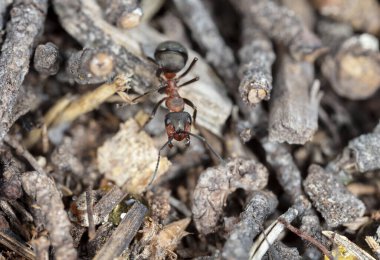 Doğal ortamdaki büyük kırmızı orman karıncaları.