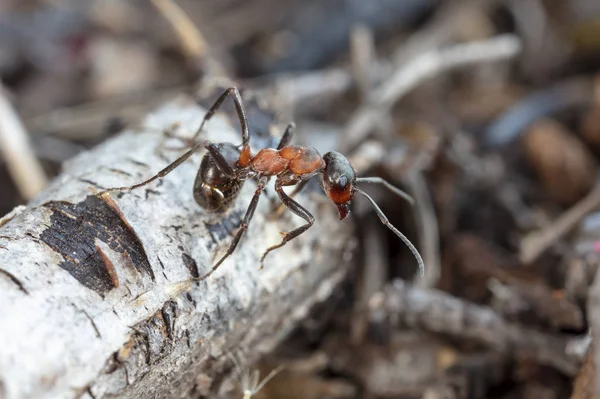 Grande Fourmi Rouge Dans Habitat Naturel — Photo