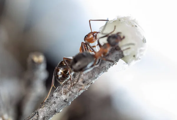 Semut Hutan Merah Besar Habitat Alami — Stok Foto