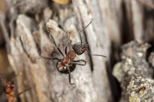 Grande Fourmi Rouge Dans Habitat Naturel — Photo