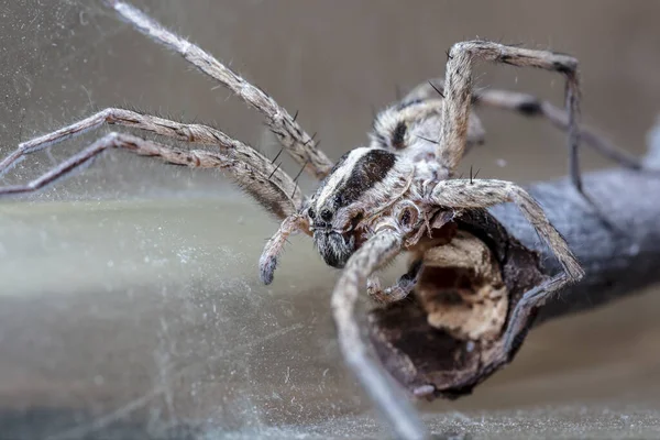 Loup Araignée Dans Habitat Indigène — Photo