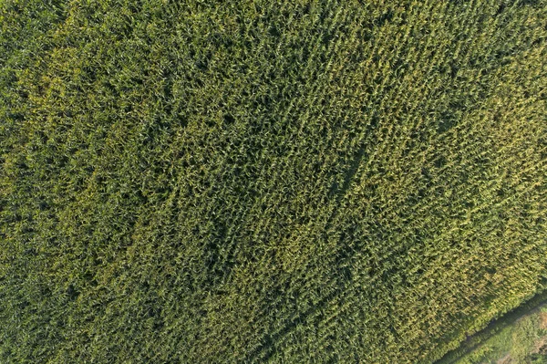 Landbouwareaal Uitzicht Van Bovenaf — Stockfoto