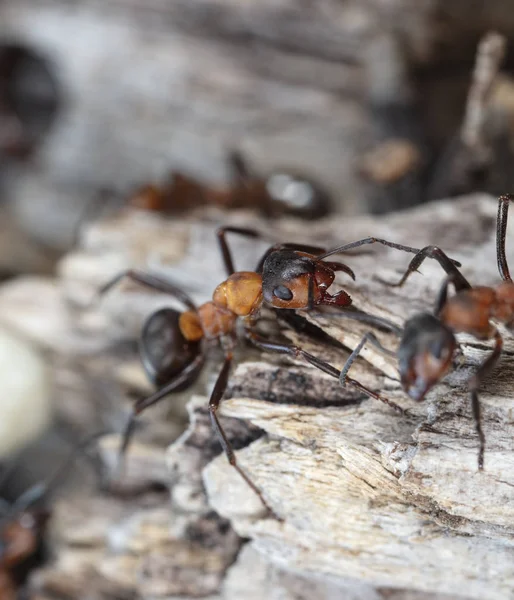 Semut Hutan Merah Besar Habitat Alami — Stok Foto