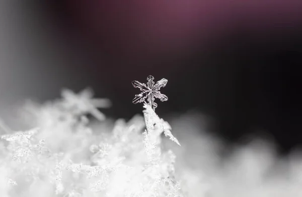 Κοντινή Προβολή Του Λευκού Κρυστάλλου Νιφάδες Χιονιού Μαύρο Φόντο — Φωτογραφία Αρχείου