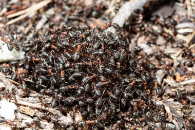 Doğal ortamdaki karıncaların yakın görüntüsü