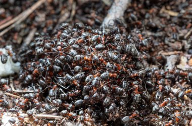 Doğal ortamdaki karıncaların yakın görüntüsü