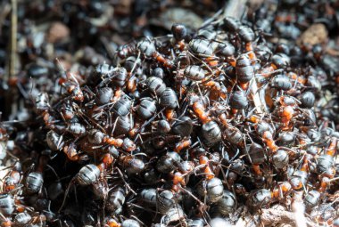 Doğal ortamdaki karıncaların yakın görüntüsü