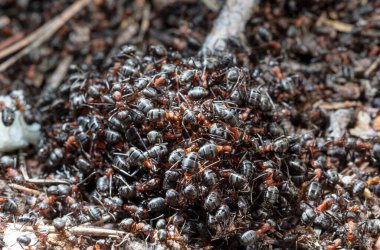 Doğal ortamdaki karıncaların yakın görüntüsü