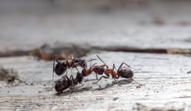 Doğal ortamdaki karıncaların yakın görüntüsü