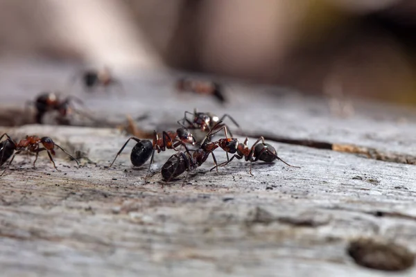 Closeup view of ants in natural habitat