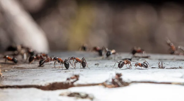 Pandangan Dekat Semut Habitat Alami — Stok Foto