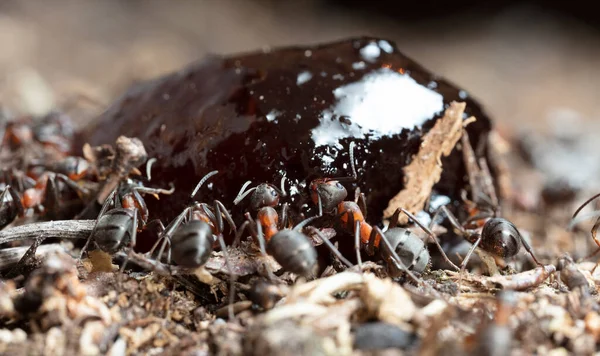 Pandangan Dekat Semut Habitat Alami — Stok Foto