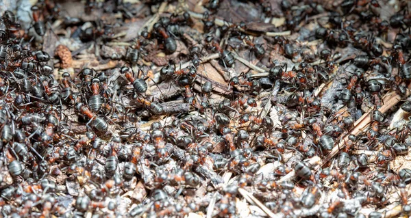 Closeup view of ants in natural habitat