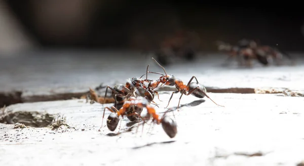 Closeup view of ants in natural habitat