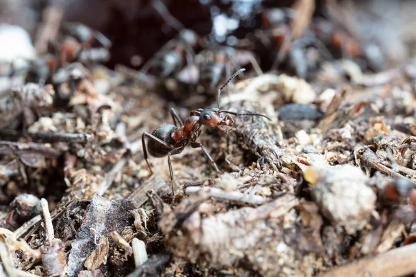 Vue Rapprochée Des Fourmis Dans Habitat Naturel — Photo