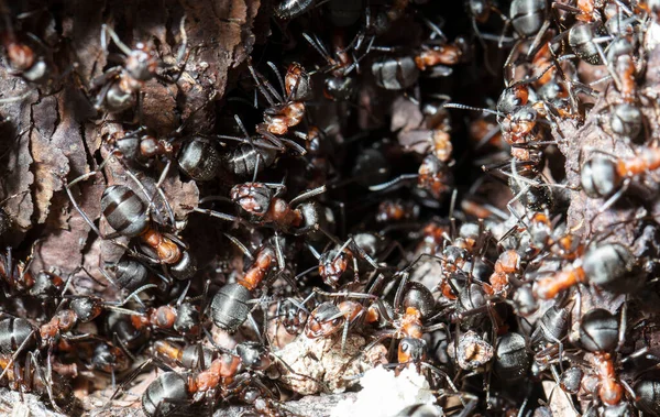 Closeup view of ants in natural habitat