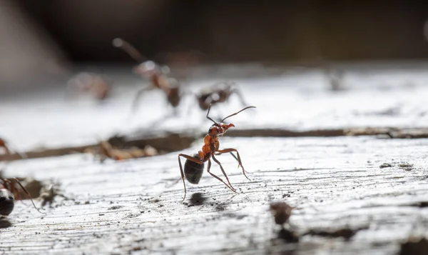 Närbild Myror Naturliga Livsmiljöer — Stockfoto