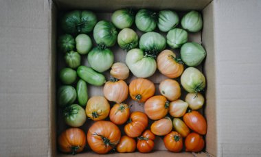 Homegrown domates yeşil ve kırmızı