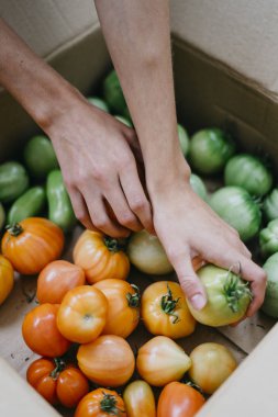 Çiftçi homegrown domates ile