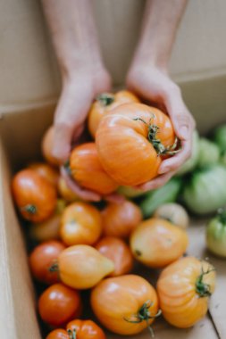 Çiftçi homegrown domates ile