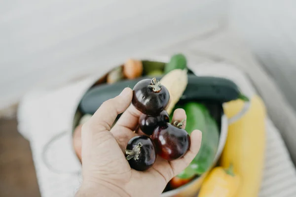 Vegan adam elinde siyah domates