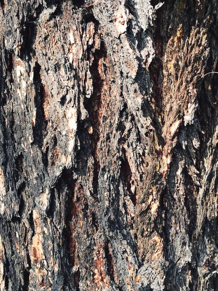 Latido de árvore. casca textura fundo — Fotografia de Stock