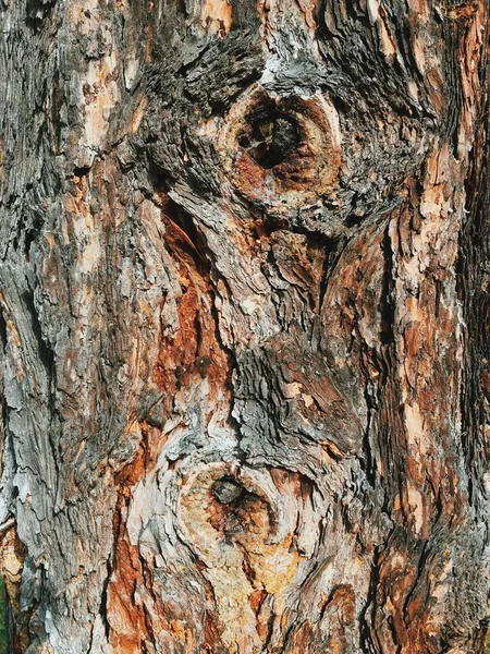 Ağaç kabuğu. kabuk dokusu arka plan
